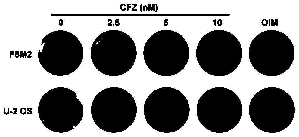 Application of carfilzomib in preparation of drugs for treating osteosarcoma