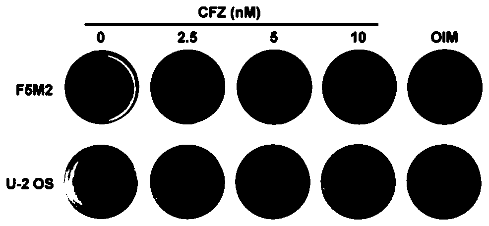 Application of carfilzomib in preparation of drugs for treating osteosarcoma