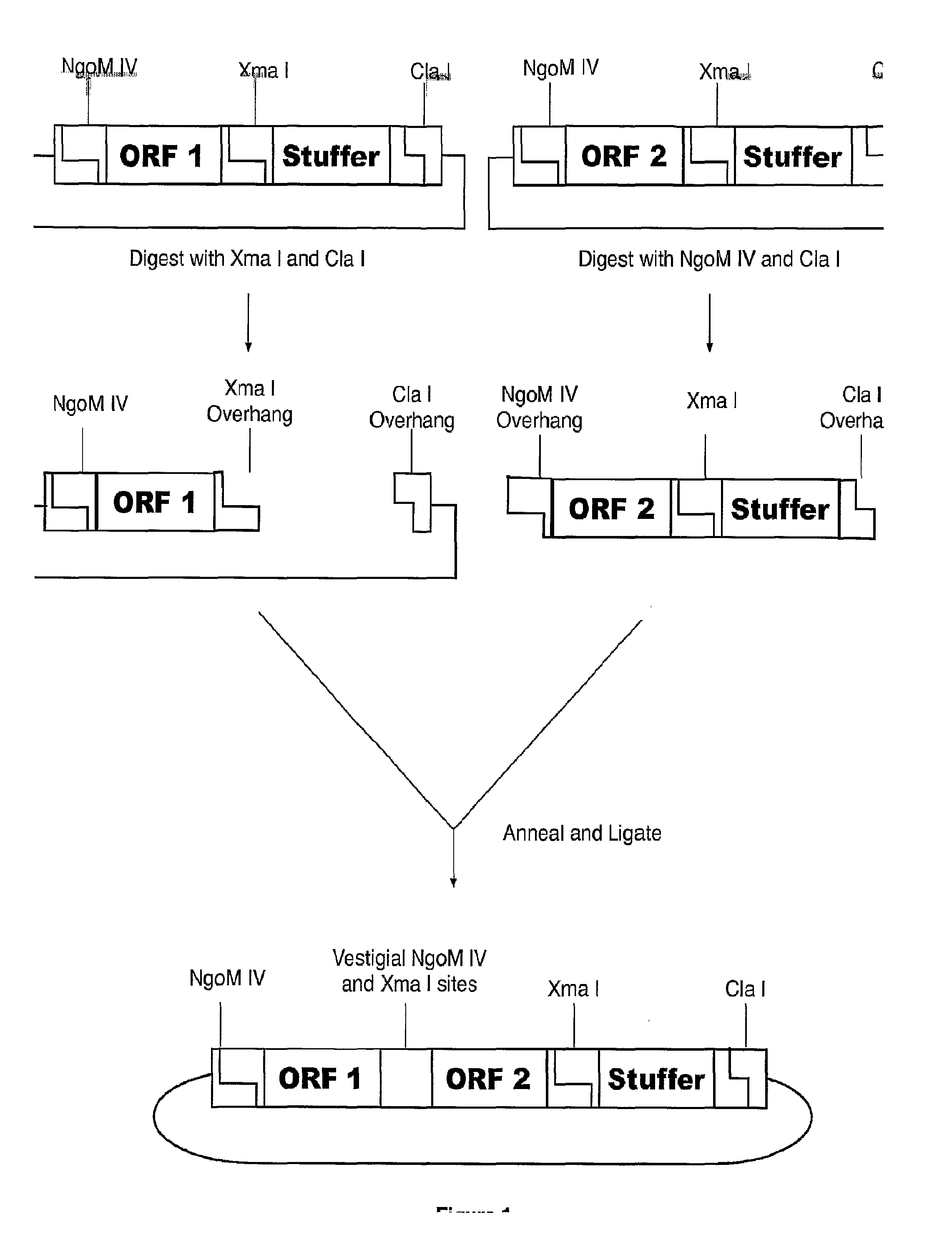Methods of Making Modular Fusion Protein Expression Products