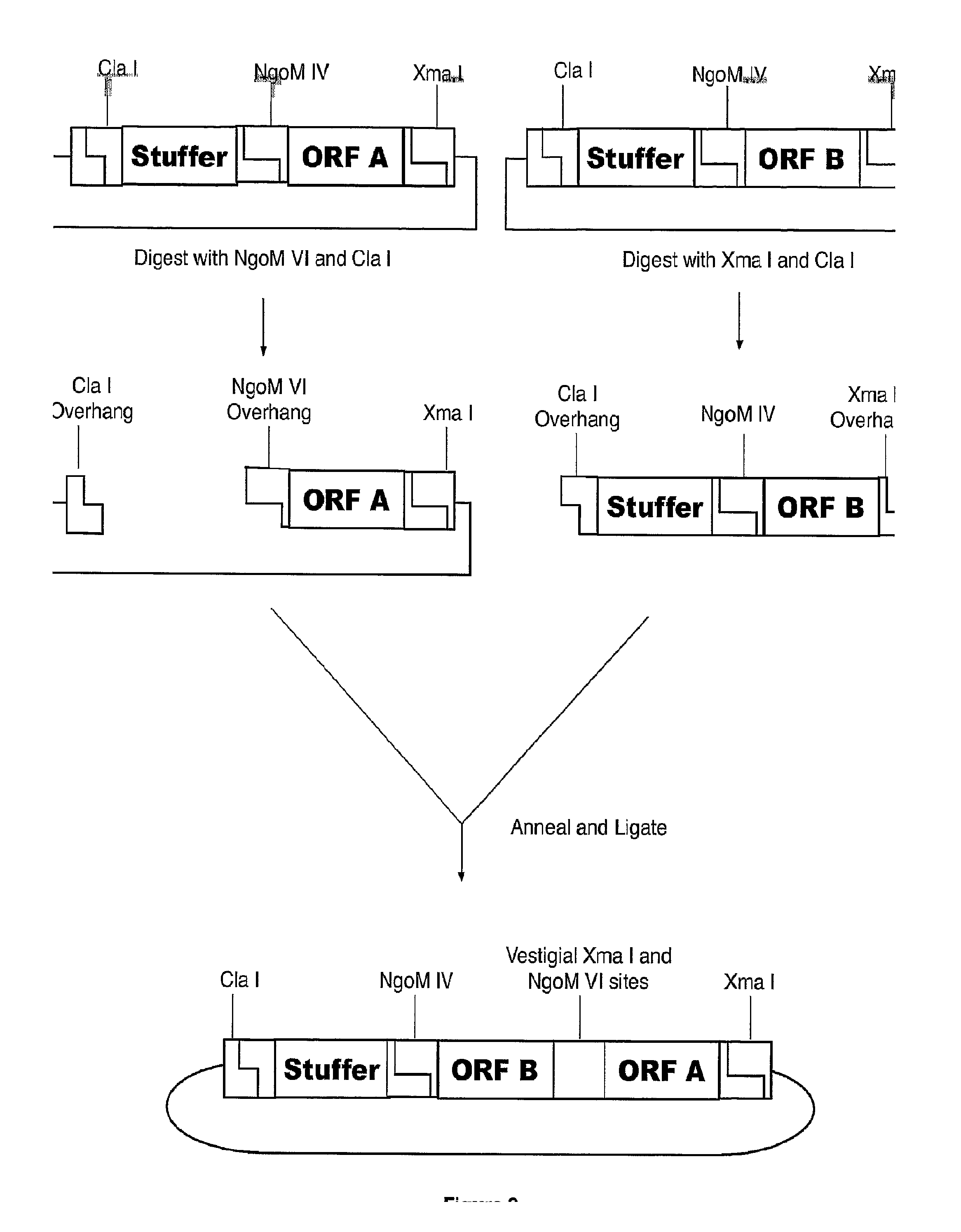 Methods of Making Modular Fusion Protein Expression Products