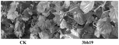 Enterobacter 3bh19 and its application to improve the microecology of cucumber leaf circle to control downy mildew