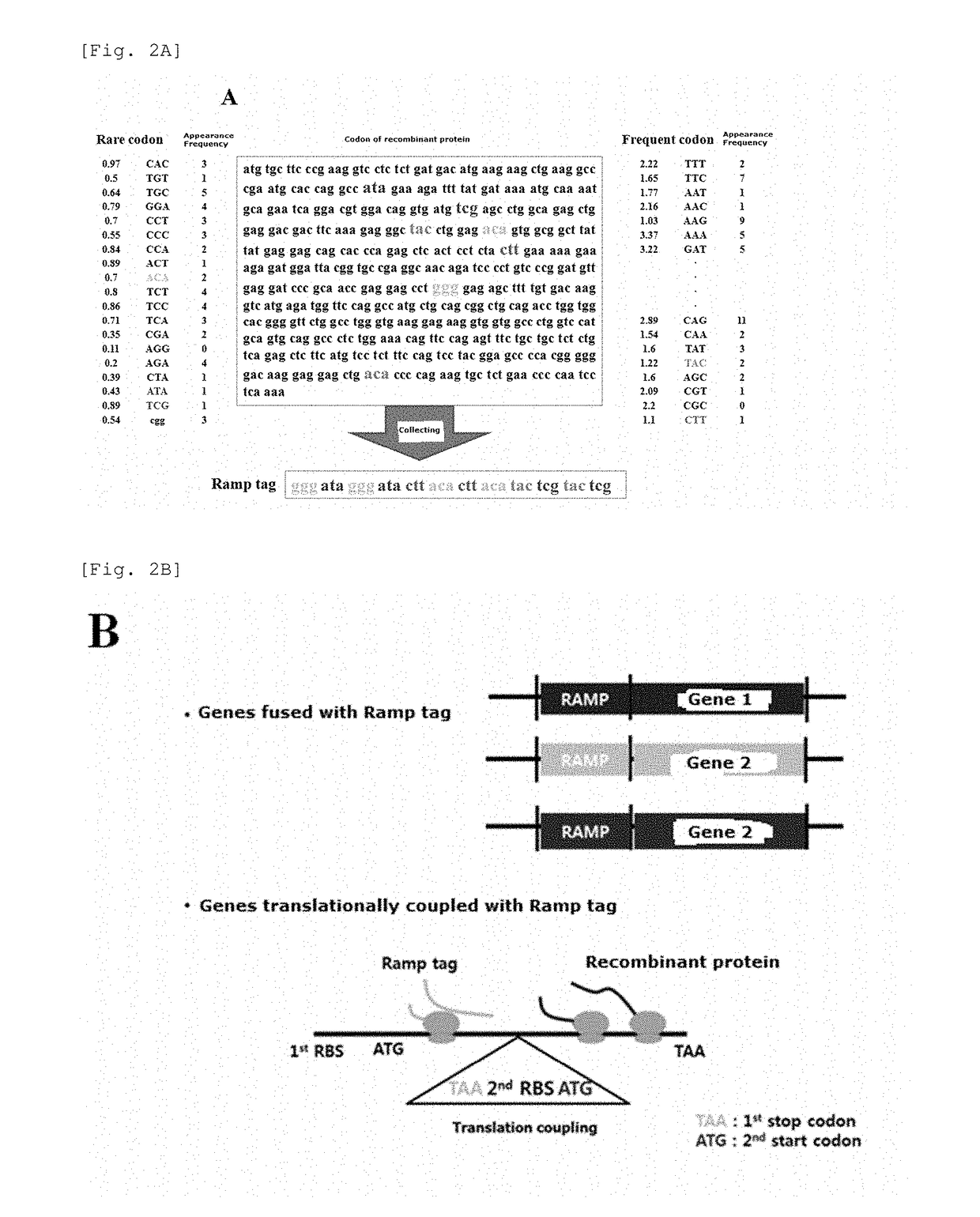 Universal protein overexpression tag comprising ramp function, and application thereof