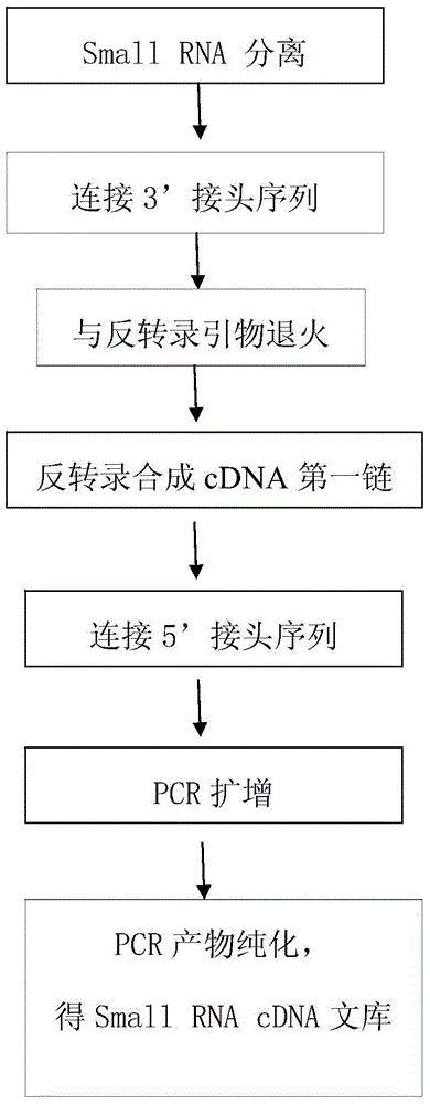 Method for constructing Small RAN cDNA library