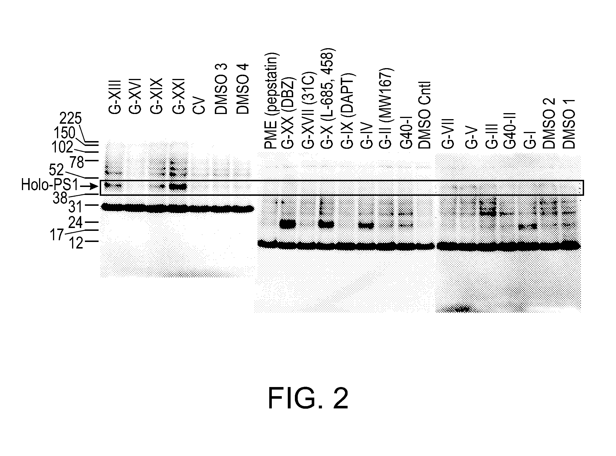 Method of treating alzheimer's disease using pharmacological chaperones to increase presenilin function and gamma-secretase activity