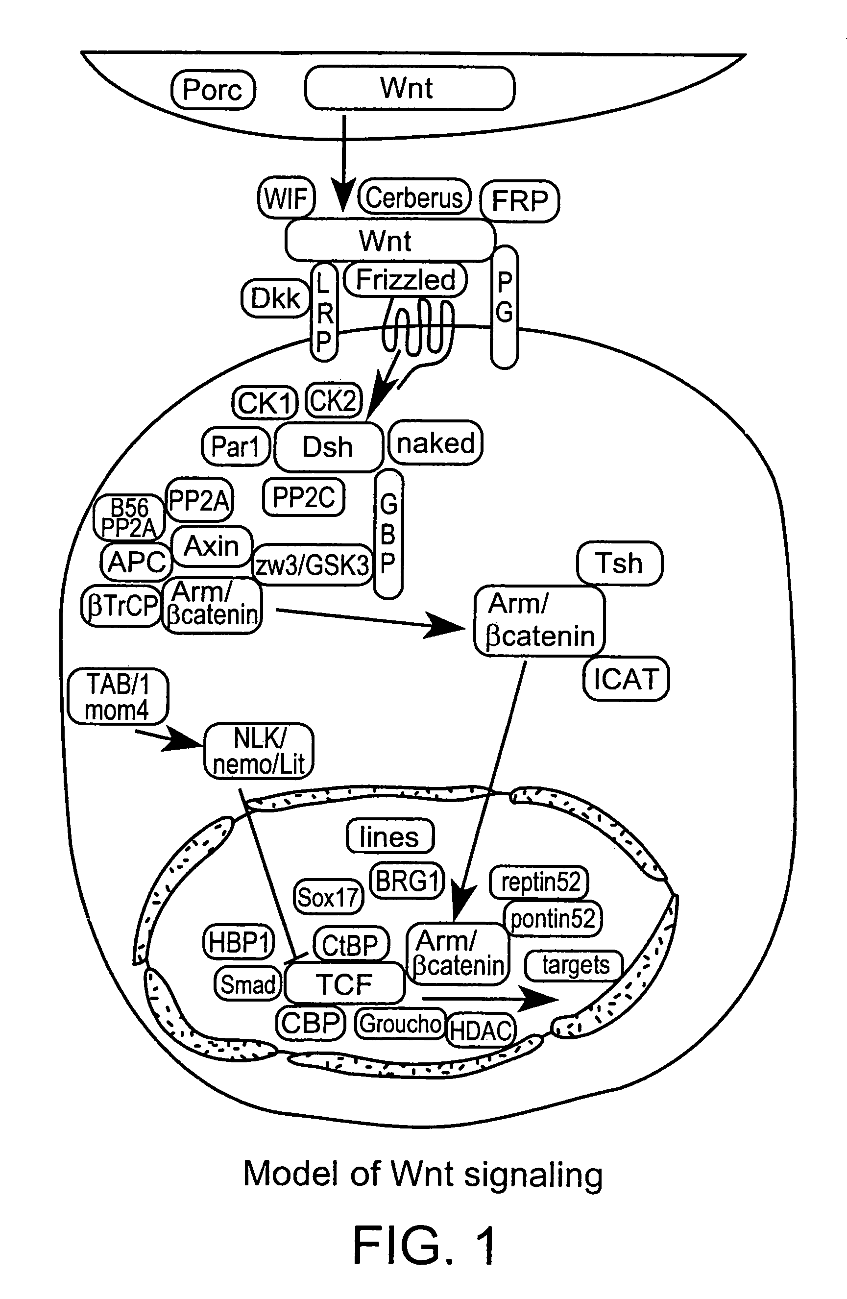 Reagents and method for modulating Dkk-mediated interactions