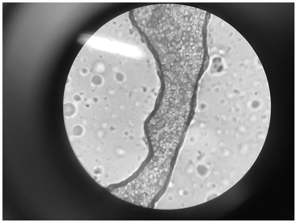 A kind of chlorella and its application in biogas slurry purification