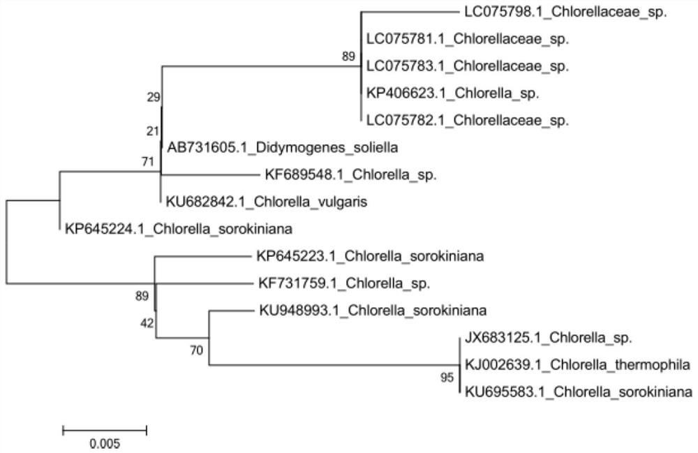 A kind of chlorella and its application in biogas slurry purification