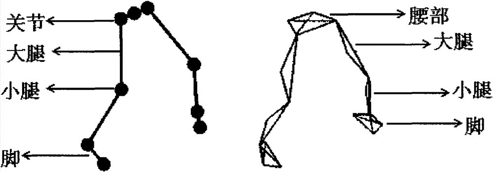 Method and system for automatically identifying characteristic points in human body chain structure.