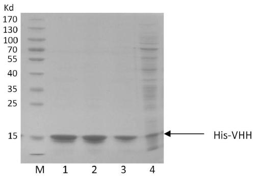 Porcine circovirus type 2 antigen quantitative detection kit