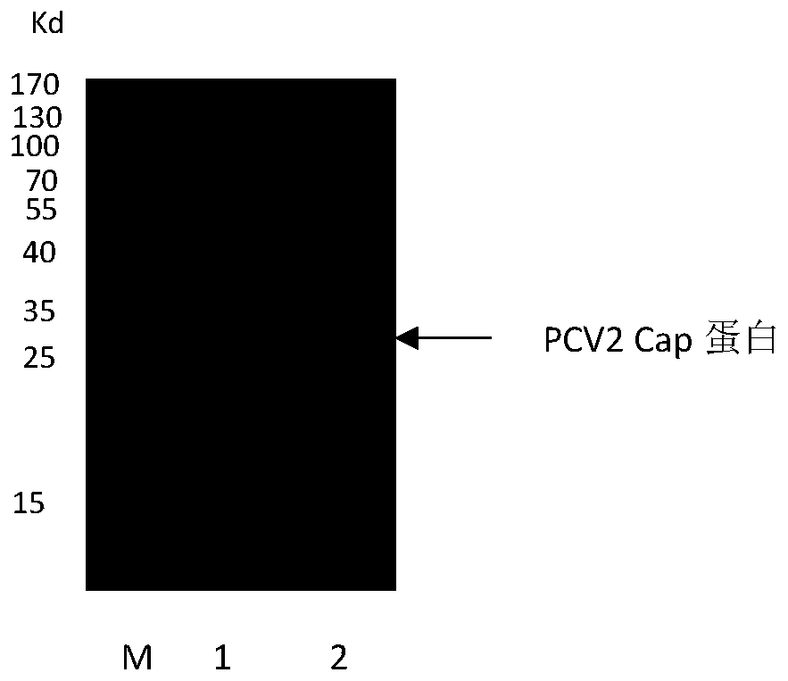 Porcine circovirus type 2 antigen quantitative detection kit