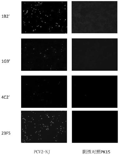 Porcine circovirus type 2 antigen quantitative detection kit