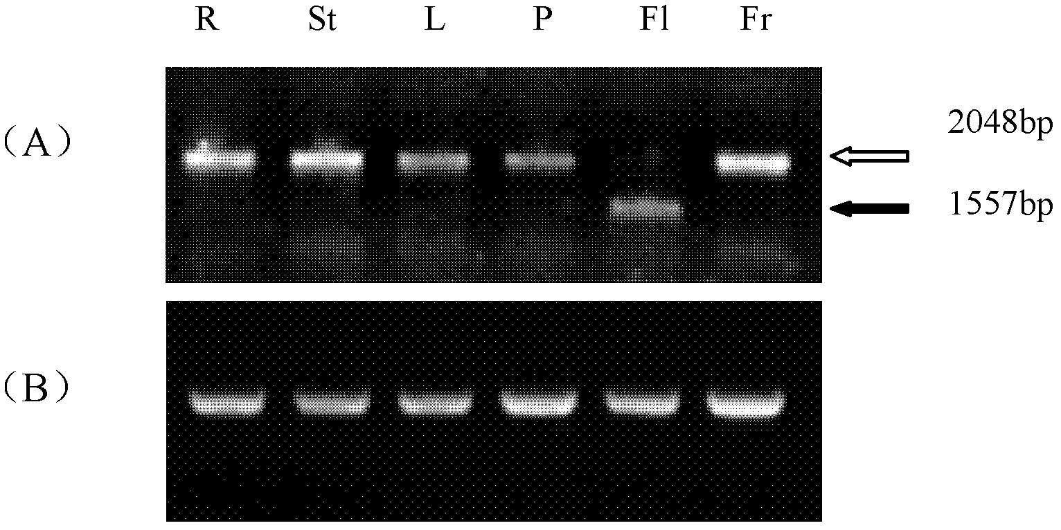 Protein associated with hexose transport and coding gene and application thereof