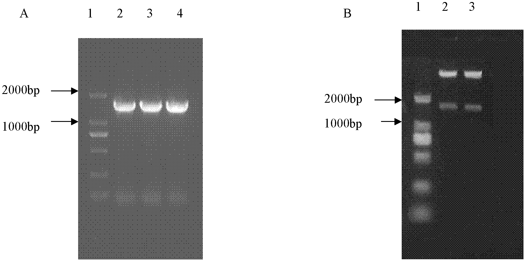 Protein associated with hexose transport and coding gene and application thereof