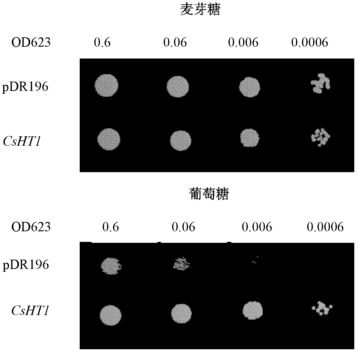 Protein associated with hexose transport and coding gene and application thereof