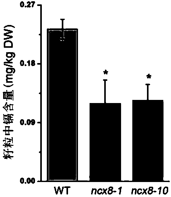 Breeding method for reducing rice seed cadmium content