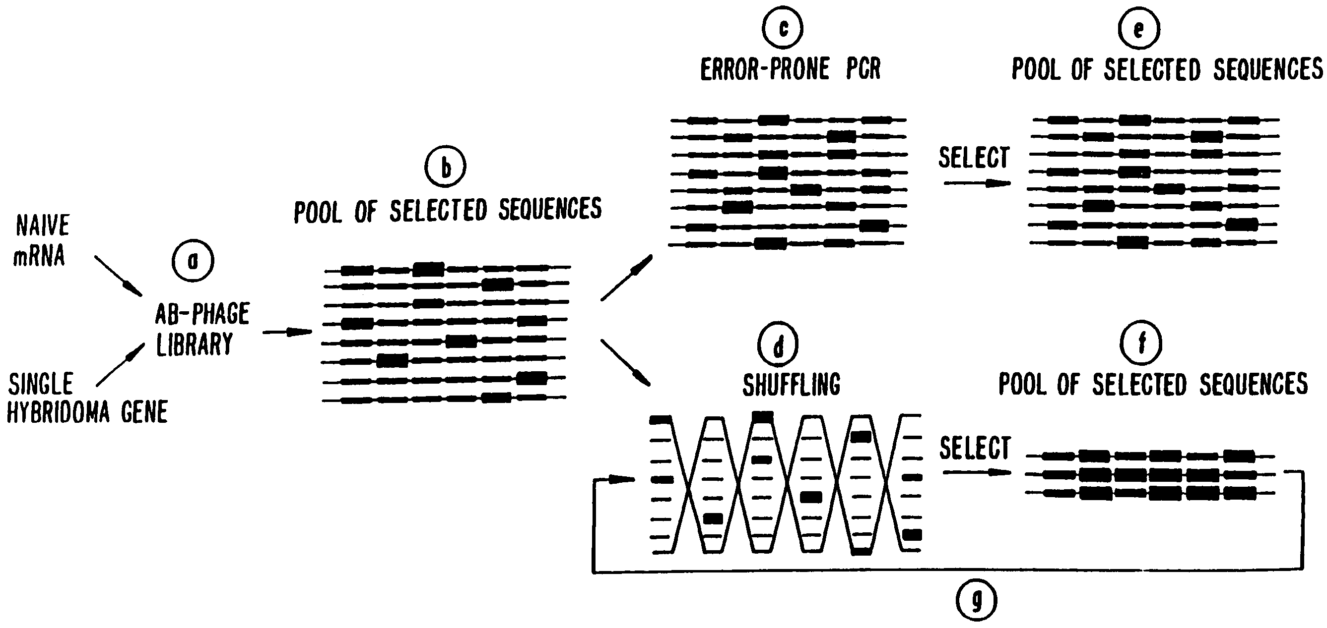 Methods for generating polynucleotides having desired characteristics by iterative selection and recombination