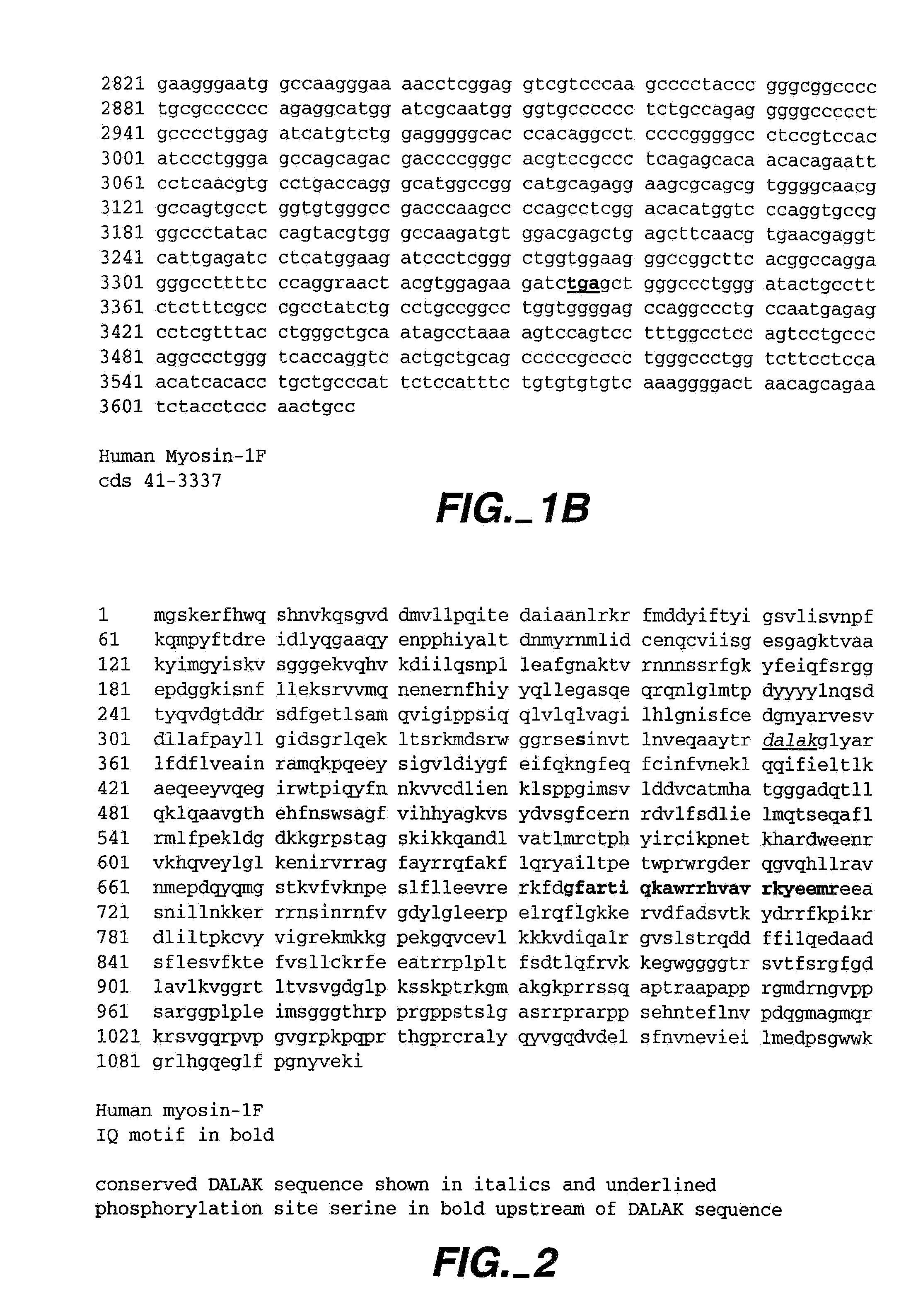 Modulators of B-lymphocyte activation, myosin-1F compositions and methods of use