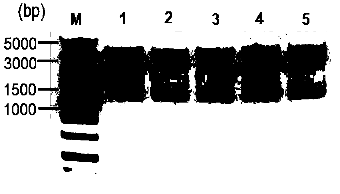 Foot-and-mouth disease virus antigen, gene capable of expressing foot-and-mouth disease virus antigen, recombinant vector comprising gene, and recombinant lactococcus lactis