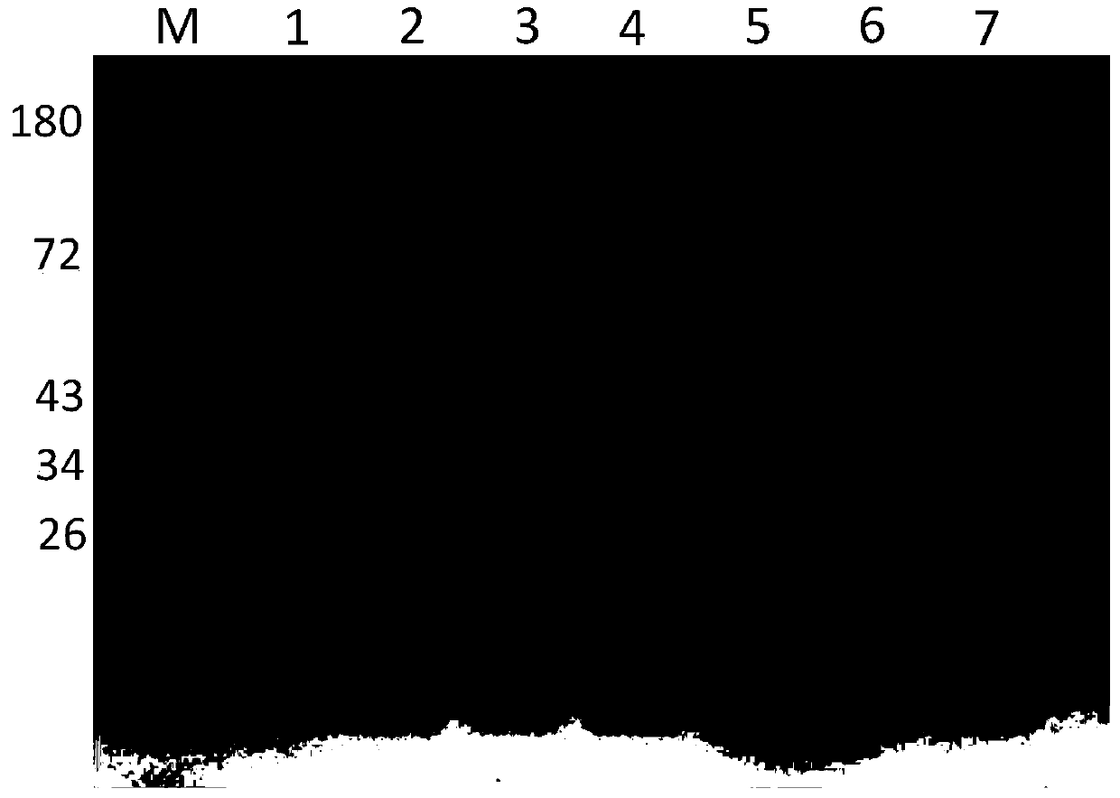 Foot-and-mouth disease virus antigen, gene capable of expressing foot-and-mouth disease virus antigen, recombinant vector comprising gene, and recombinant lactococcus lactis