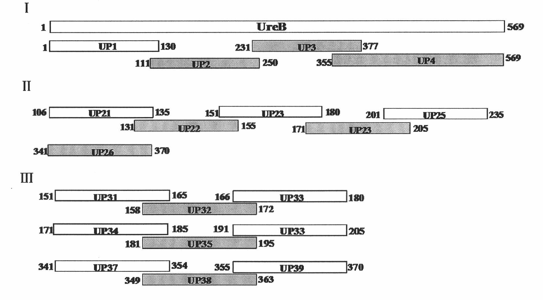 Helicobacter pylori urease B antigenic epitope polypeptide and application thereof