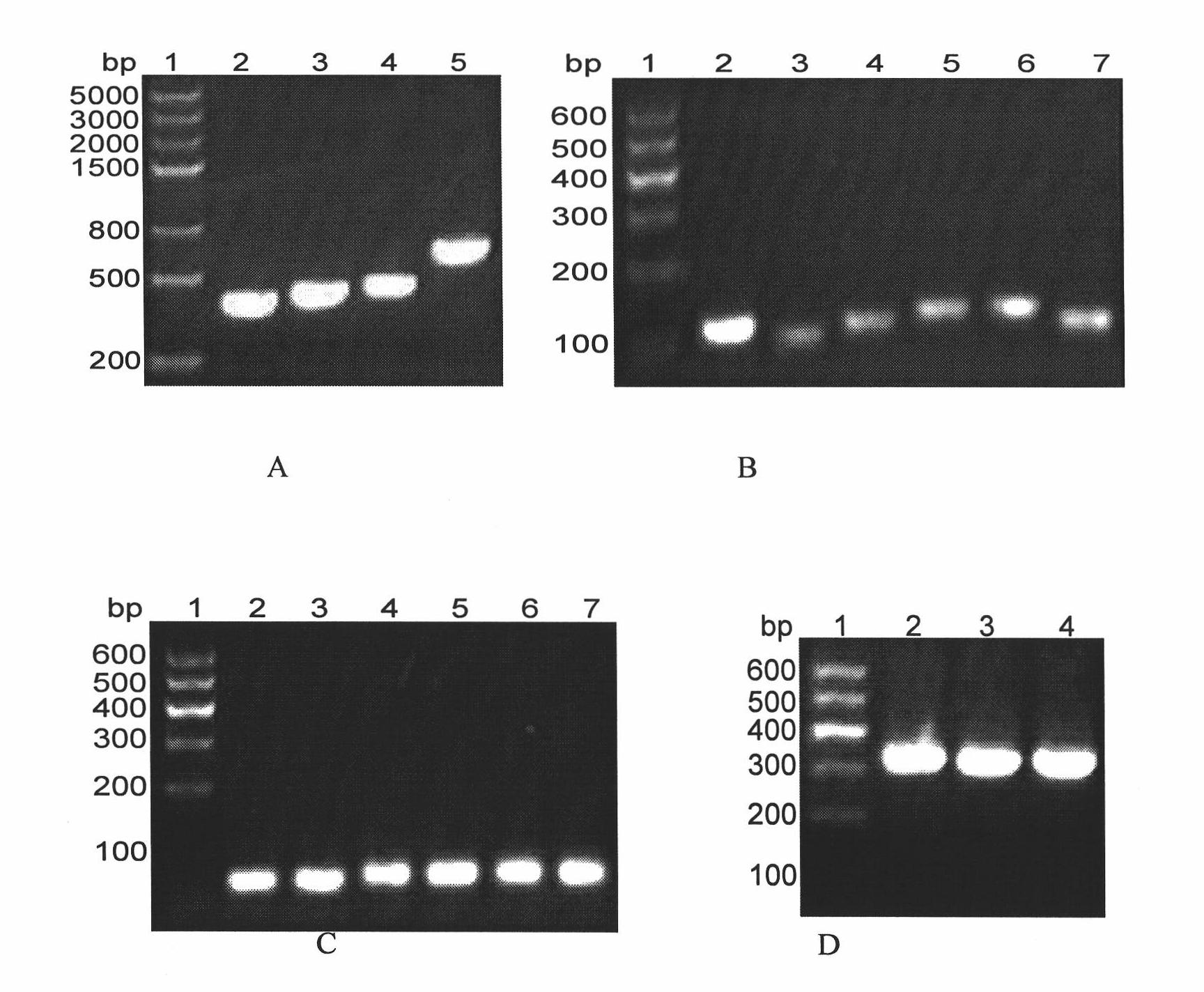 Helicobacter pylori urease B antigenic epitope polypeptide and application thereof