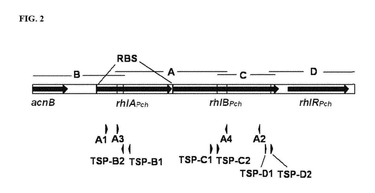 Production of dirhamnose-lipid in recombinant nonpathogenic bacterium <i>Pseudomonas chlororaphis</i>