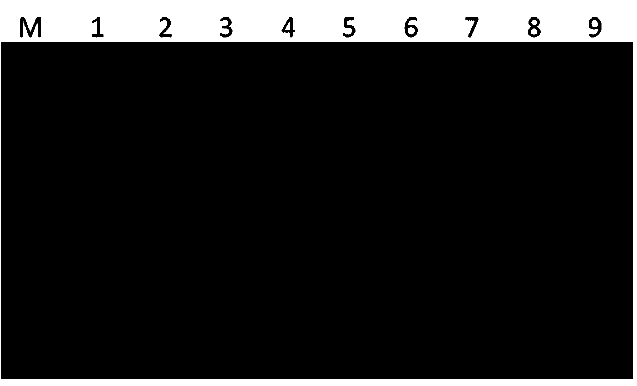 Pollen-mediated plant transgenic method using pigment-related gene as visual mark