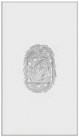 Fingerprint sensor and fingerprint identification method therefor