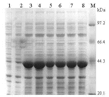 Gastric cancer targeted recombinant toxin and preparation method thereof