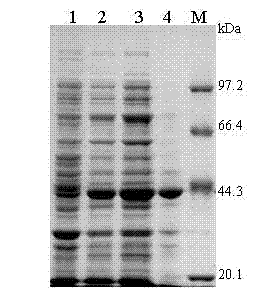 Gastric cancer targeted recombinant toxin and preparation method thereof