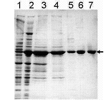 Gastric cancer targeted recombinant toxin and preparation method thereof