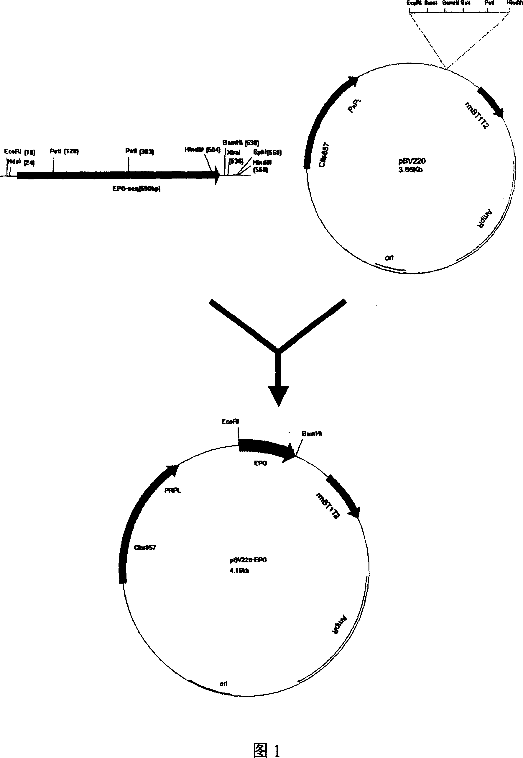 Recombinant erythropoietin with intracorporeal physical activity and modified by macrogol