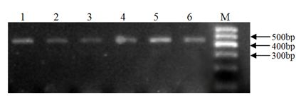 Method for selecting molecular marker for goat yeaning traits