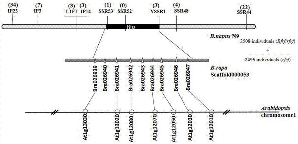 Brassica napus Polima cytoplasmic male sterility restoring gene Rfp and application thereof