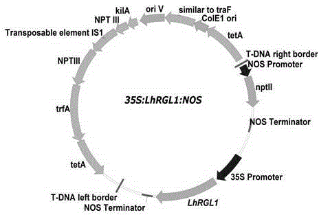 Liriodendron hybrids LhRGL1 gene and application thereof