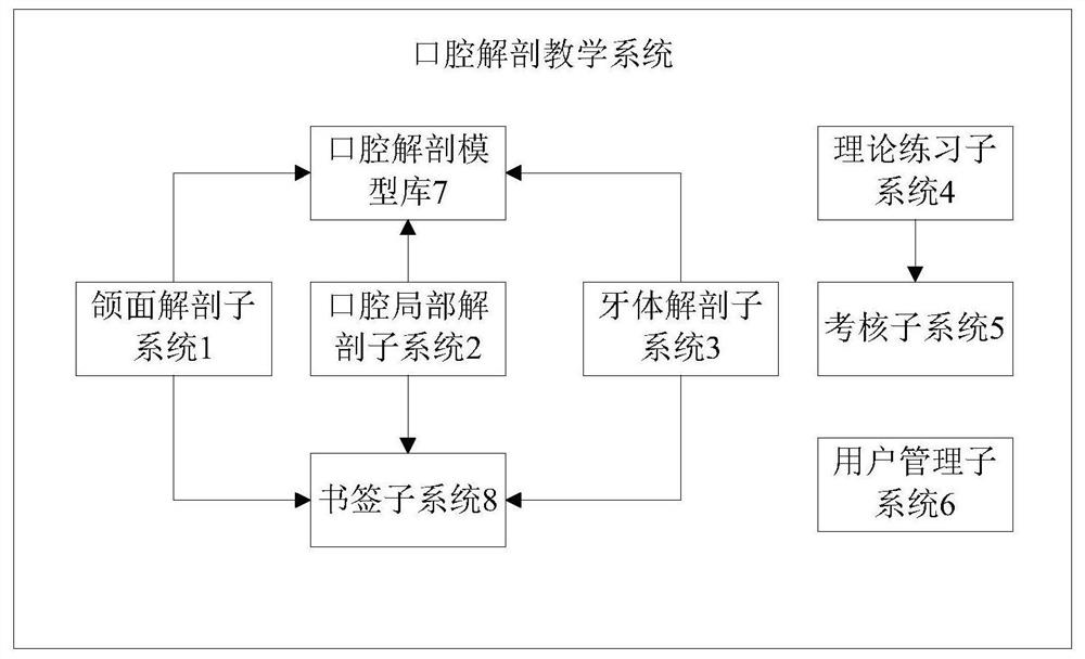 An oral anatomy teaching system