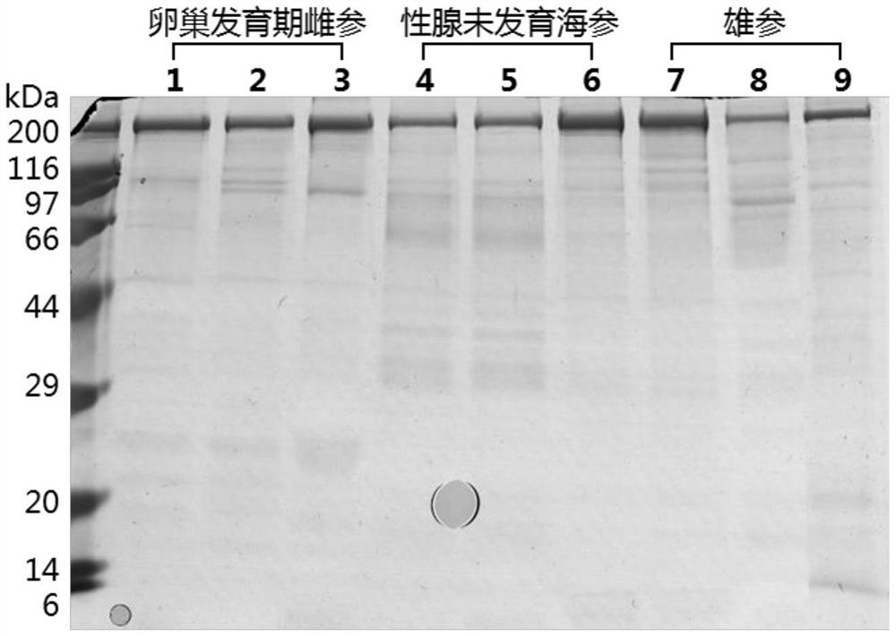 A method for identifying female ginseng individuals in the ovary development stage of rough sea cucumber