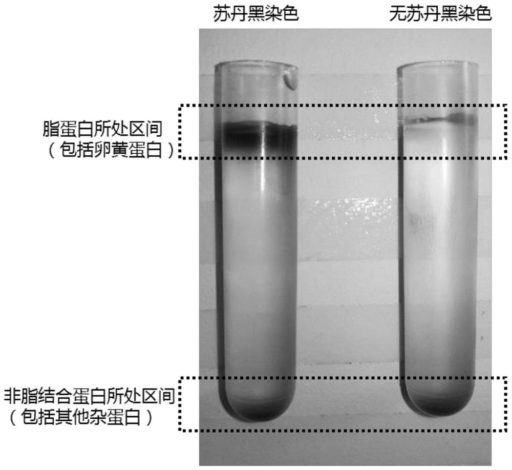 A method for identifying female ginseng individuals in the ovary development stage of rough sea cucumber