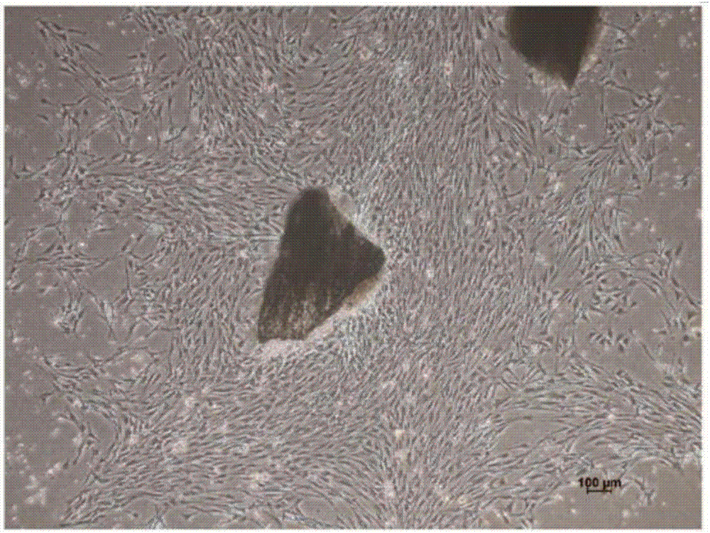 Method of high-effectively obtaining mesenchymal stem cells from compact bone of mice