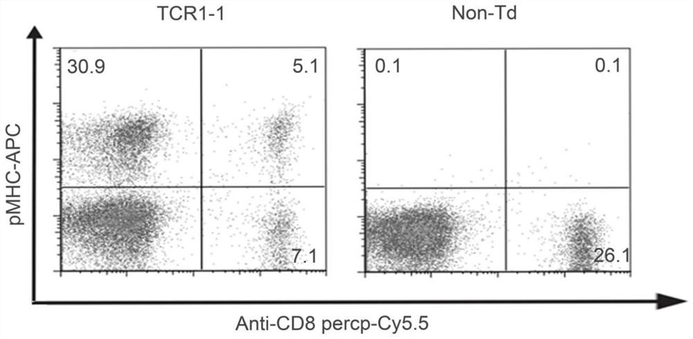 A t-cell receptor associated with mutations in the kras gene