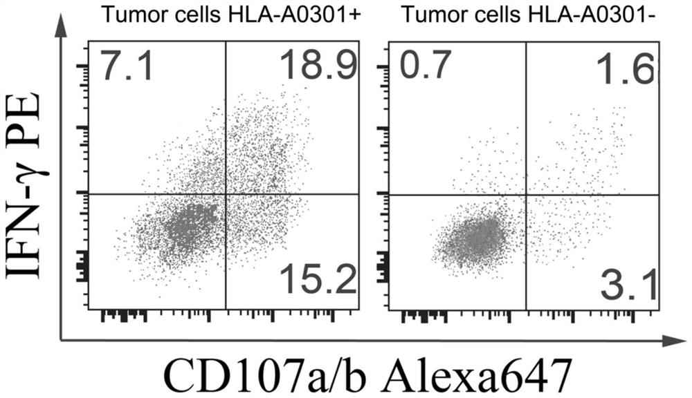 A t-cell receptor associated with mutations in the kras gene