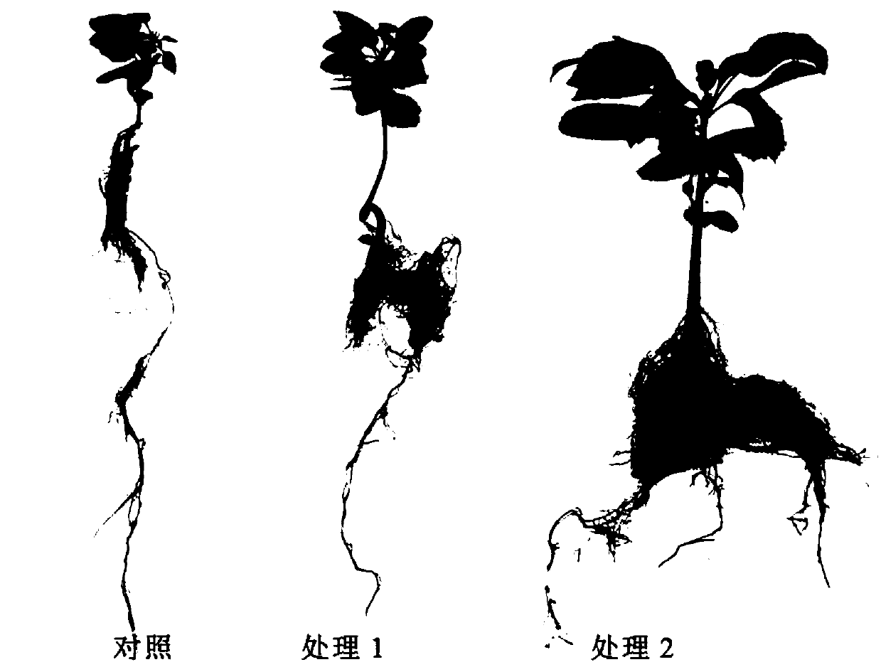 Pear rhizosphere growth promoting bacillus mycoides Lzh-Z7 and application thereof
