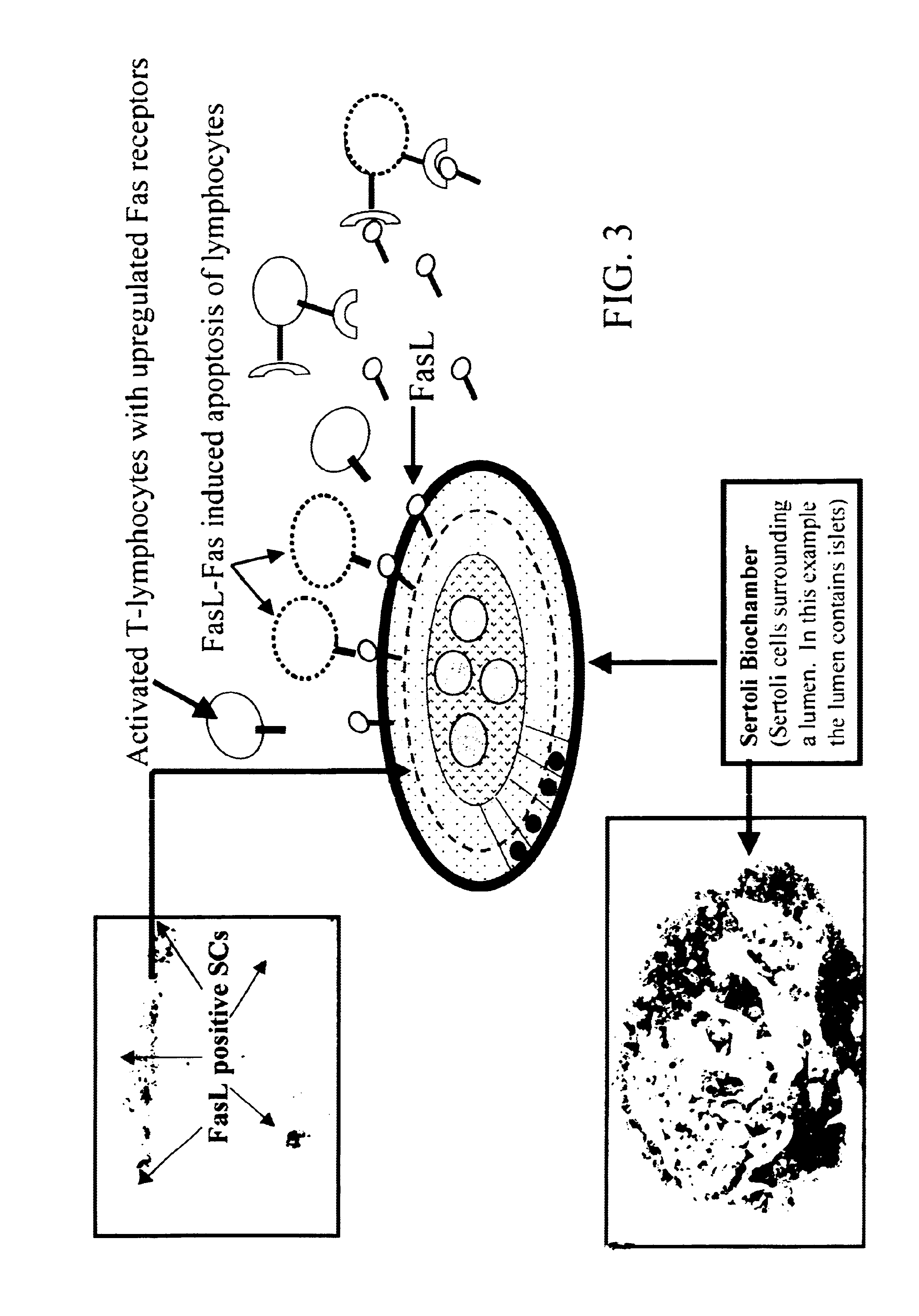 Sertoli cells as biochambers