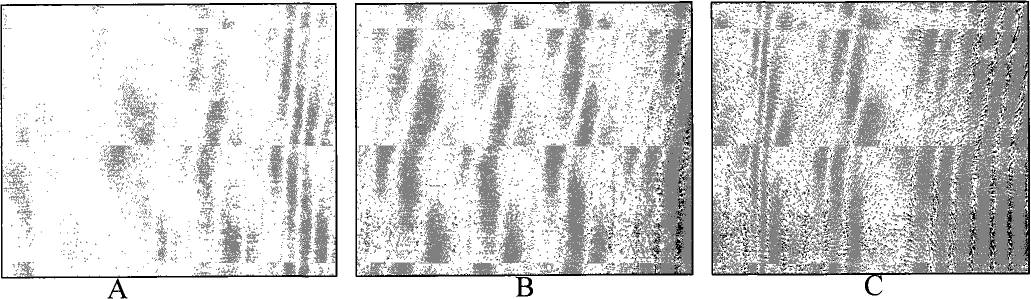 Method for amplifying mesenchymal stem cells of human umbilical cord and placenta in vitro