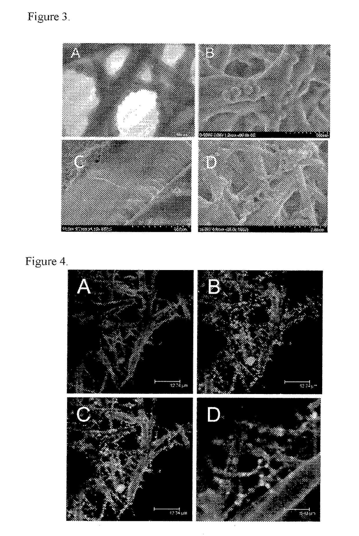 Mucoadhesive carriers of particles, method of preparation and uses thereof