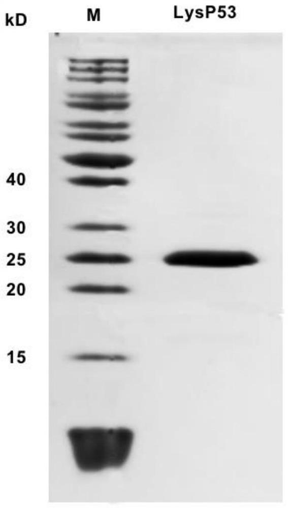 Antibacterial peptide P104 and lyase LysP53 with broad-spectrum splitting activity, and application of antibacterial peptide P104 and lyase LysP53