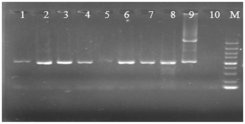 Construction method of recombinant clostridium acetobutylicum and application of recombinant clostridium acetobutylicum in preparation of butanol by fermenting hemicellulose