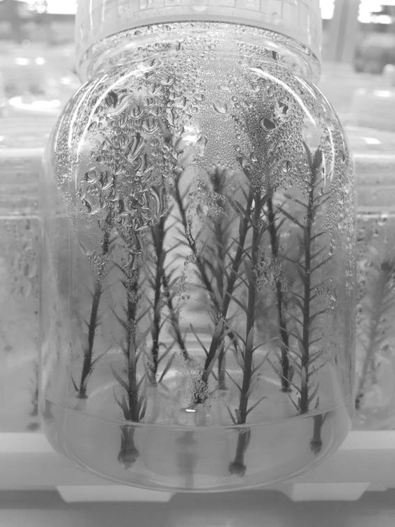 A method for tissue culture and rapid propagation of plant regeneration induced by stem segments of North American Sequoia
