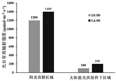 Dioscorea composita compound mycorrhizal fungus growth promoting agent and agricultural light complementary planting method for Dioscorea composita