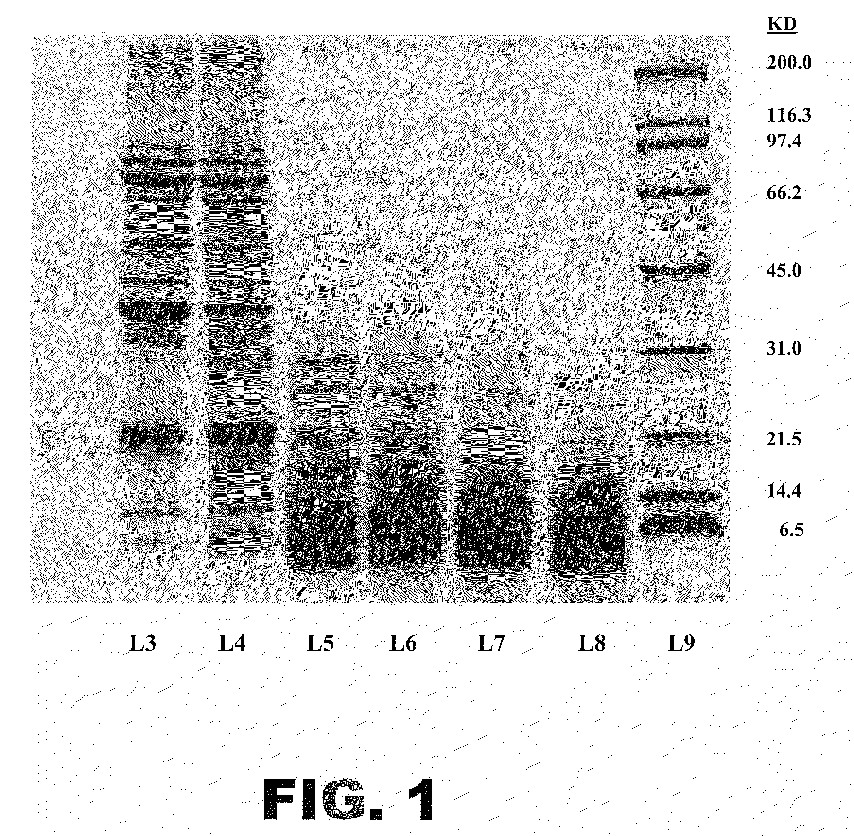 Protein Hydrolysate Compositions Having Improved Sensory Characteristics and Physical Properties